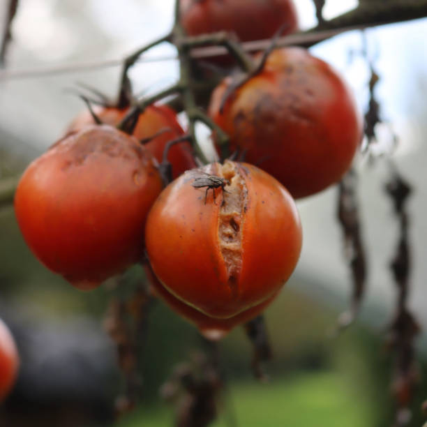 istock Downy mildew on red ripe tomatoes growing on plant 1372708107