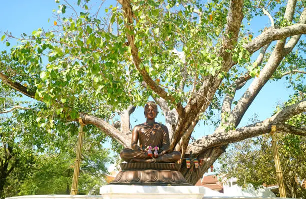 Bodhi Tree Growing from the Offshoot from India Where the Buddha Reached Enlightenment, Wat Benchamabophit Marble Temple, Historic Place in Bangkok, Thailand