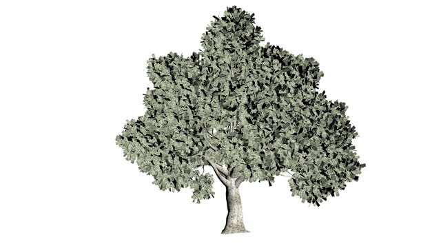Dollar US tree seamless loop, white background