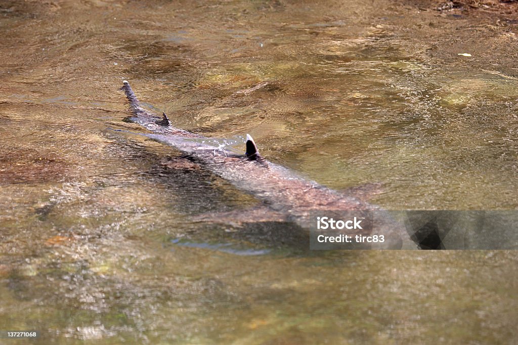 Shark swimming in shallow lagoon Shark swimming in shallow lagoon Galapagos Islands Animal Fin Stock Photo