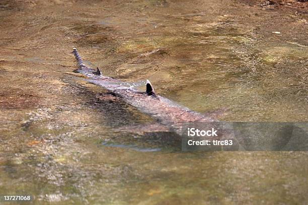 Shark Swimming In Shallow Lagoon Stock Photo - Download Image Now - Animal Fin, Fish, Galapagos Islands