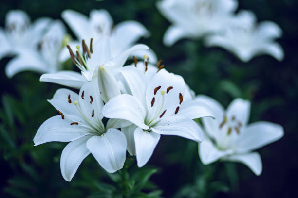 istock Close-up of white lily flowers. 1372711082