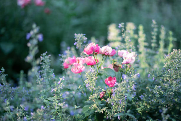 Gallic rose flowers in bloom, close-up, blurred background.