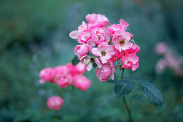 flores de rosas gálicas em flor, close-up, fundo desfocado. - gallica rose - fotografias e filmes do acervo