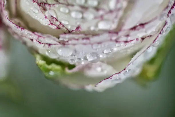 Photo of dew and flower