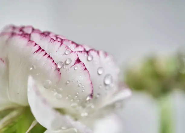 Photo of dew and flower