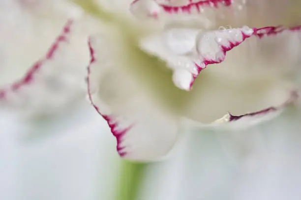 Photo of dew and flower