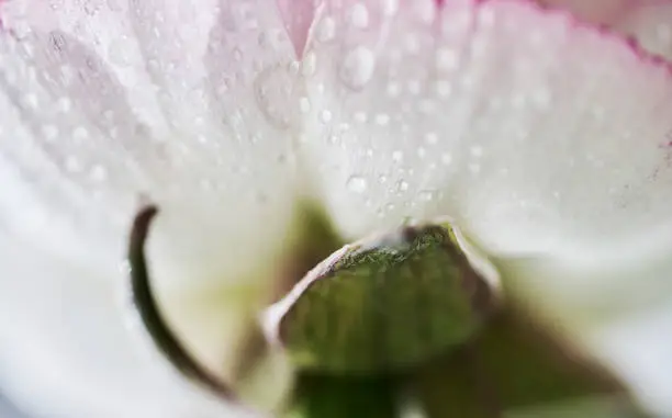 Photo of dew and flower