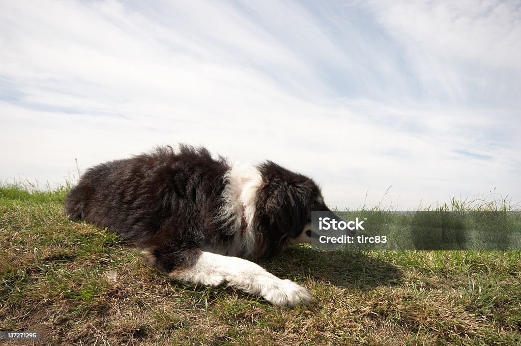 Border collie pozycji leżącej na wznak, - Zbiór zdjęć royalty-free (Bez ludzi)