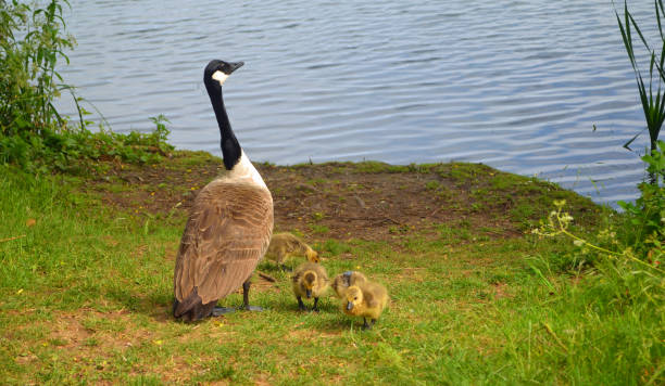 istock Canada goose and goslings on grass by water. 1372714860