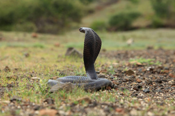 Indian black forest cobra, Naja naja, Gujarat, India Indian black forest cobra, Naja naja, Gujarat, India forest cobra stock pictures, royalty-free photos & images