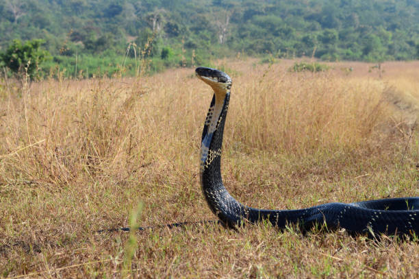 la cobra real, ophiophagus hannah es una especie de serpiente venenosa de elápidos endémica de las selvas del sur y sudeste de asia, goa india - cobra rey fotografías e imágenes de stock