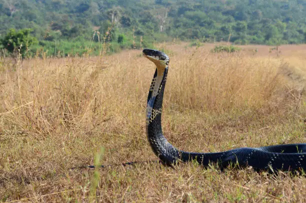 King cobra, Ophiophagus hannah is a venomous snake species of elapids endemic to jungles in Southern and Southeast Asia, goa india