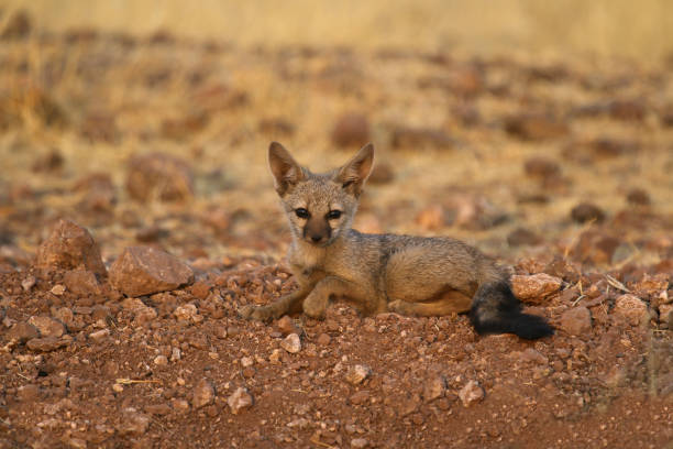 istock Bengal fox, Vulpes bengalensis, Satara, Maharashtra, India 1372717692
