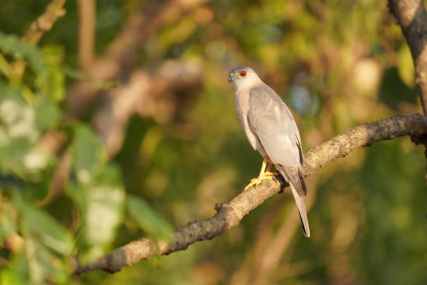 istock Shikra, Accipiter badius, Satara, Maharashtra, India 1372717693