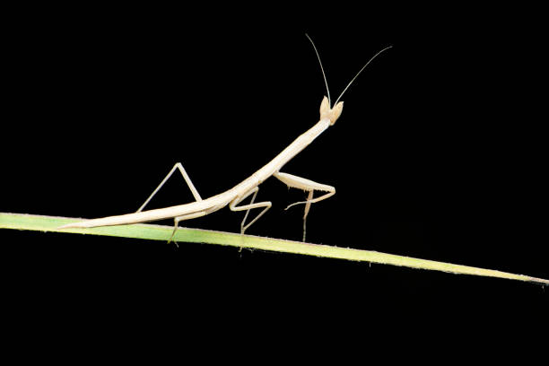 istock Grass mantis on grass balde, Deiphobella laticeps, Endemic to Western Ghats , Satara, Maharashtra, india 1372717751