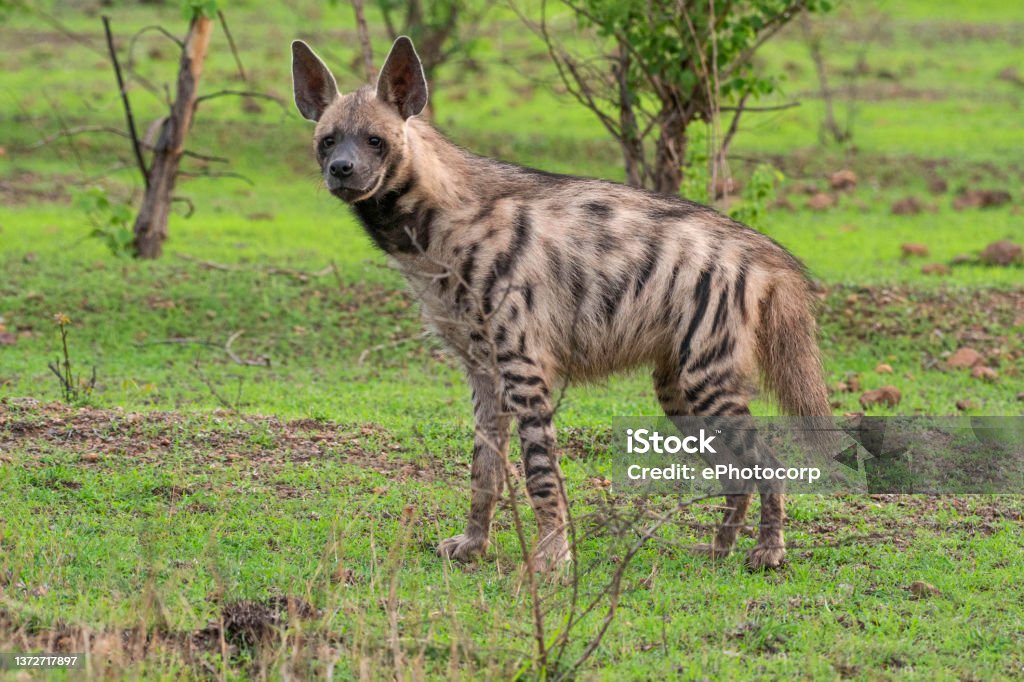 The striped hyena, Hyaena hyaena , Satara, Maharashtra, india.jpg Animal Stock Photo