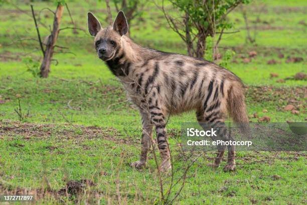 The Striped Hyena Hyaena Hyaena Satara Maharashtra Indiajpg Stock Photo - Download Image Now