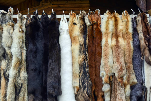 Dressed skins of wild animals for sale Dressed skins of wild animals for sale mink fur stock pictures, royalty-free photos & images