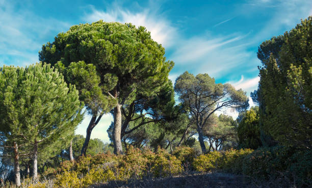 uma floresta ensolarada de pinheiros com vários pinheiros em castilla y león, espanha - parasol pine - fotografias e filmes do acervo