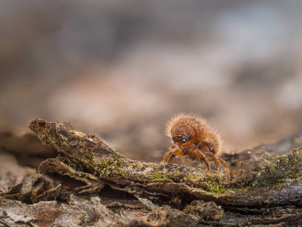 Macro image of a bark beetle on the bark of a spruce.