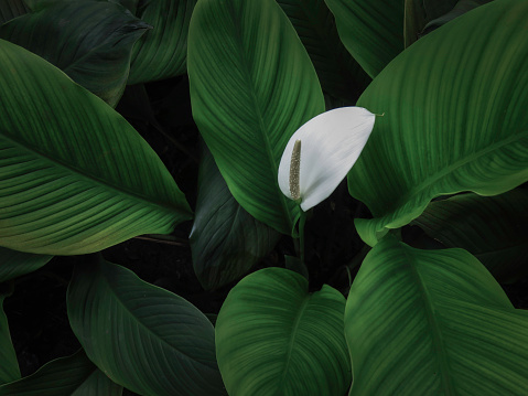 Close-up petal of white flower on background green leaves (Spathiphyllum cochlearispathum, Spathiphyllum wallisii).