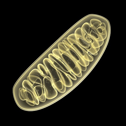 3d Mitochondrion isolated on black