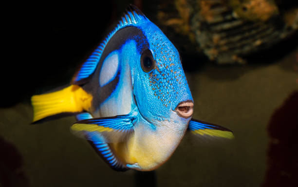 istock Closeup of a blue tang surgeonfish 1372725675