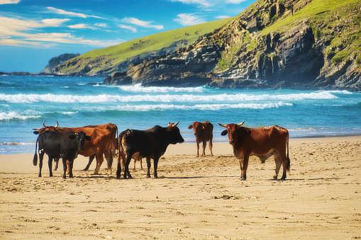 Cows stand on the beach