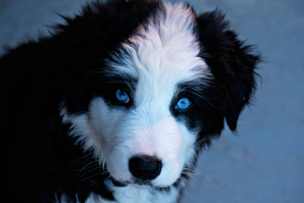 A Border Collie puppy with blue eyes