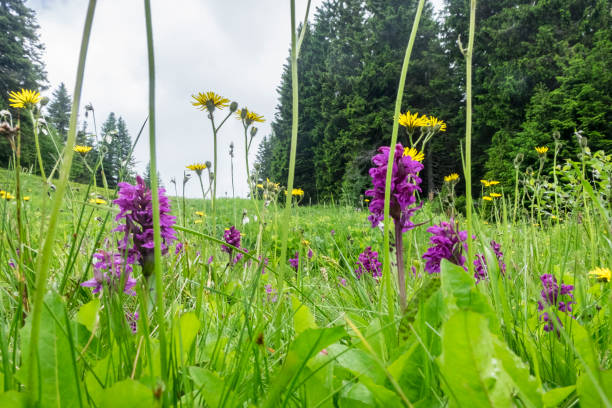 istock hot summer on the mountain 1372728813