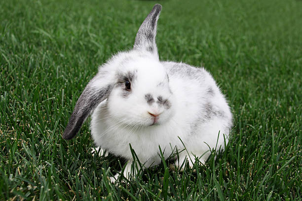 An alert 8-week-old English lop bunny plays in the yard. English Lops are a popular pet.