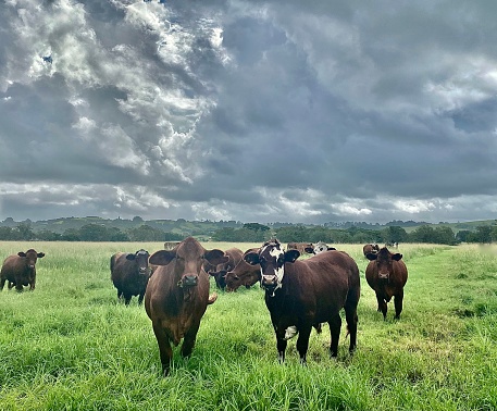 Horizontal landscape of green pasture paddock of herd of free range grass fed cows looking at camera in rural fields under a stormy grey cloudscape sky near Byron Bay NSW Australia