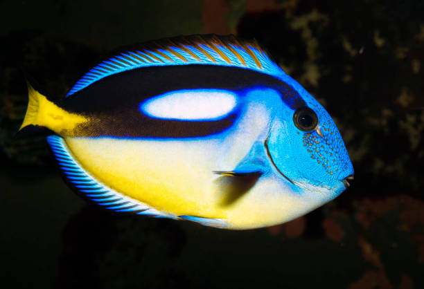 istock Paracanthurus hepatus 1372731391