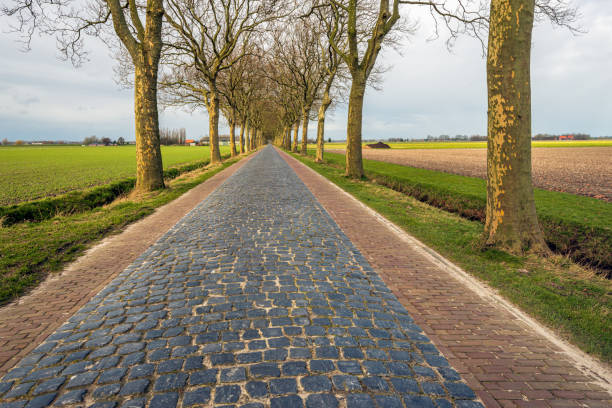 istock Country road with trees and cobblestones 1372734495
