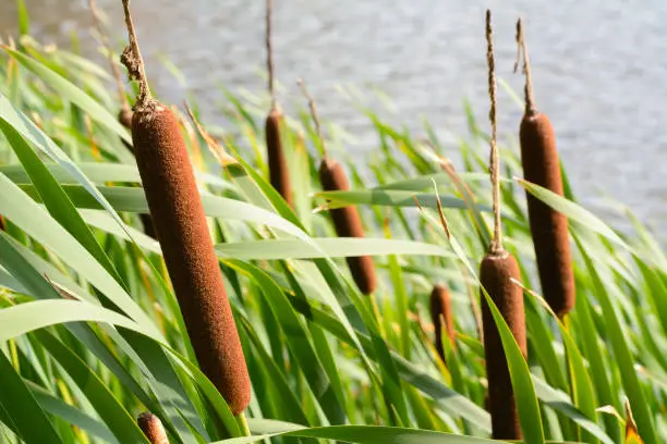 Reeds are growing in Europe near the river. Green and brown reeds are near the canal