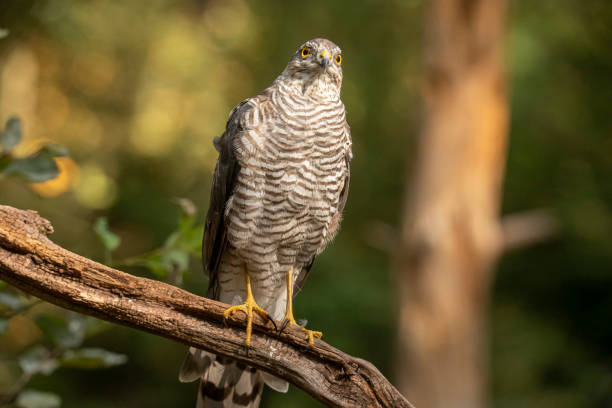 istock Sparrowhawk, Accipiter nisus 1372735505