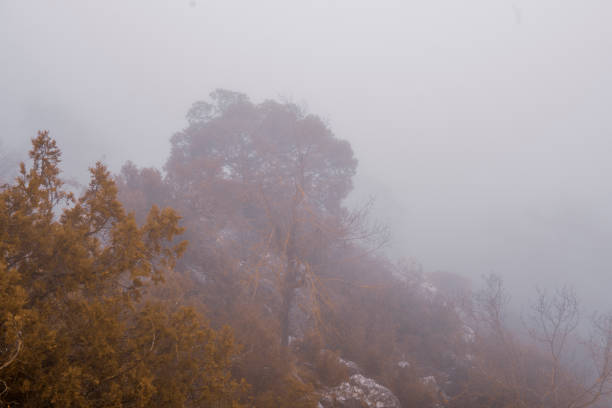 istock foggy weather in the forest 1372736159