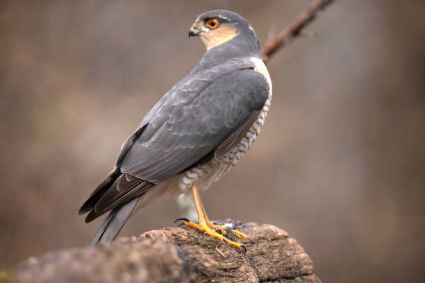istock Sparrowhawk, Accipiter nisus 1372736348