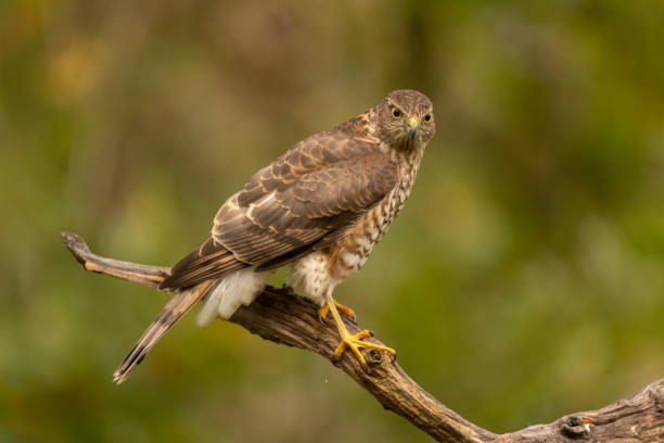 istock Sparrowhawk, Accipiter nisus 1372736996