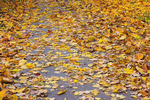 asphalt sidewalk covered with fallen autumn maple leaves at cloudy autumn daylight