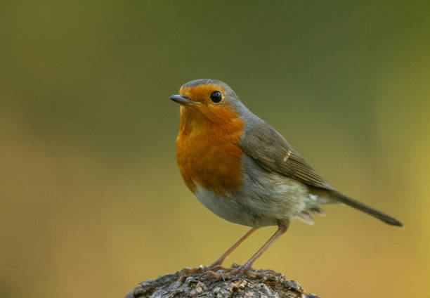 istock Little robin in the foresy 1372738269