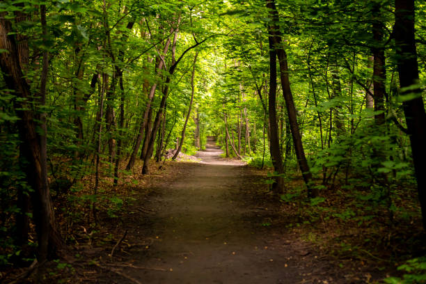 istock a refreshing summer forest with mossy rocks and old trees. a refreshing spring forest with a path, in the sunlight. deep in the forest. thickets. green Forest. beautiful green park.  Amazing view on green mountains. 1372741368