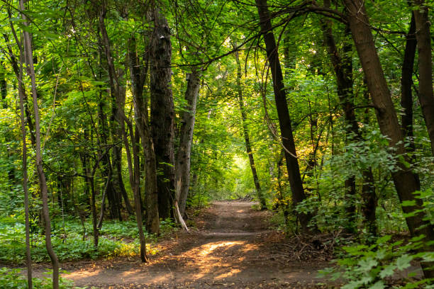 istock a refreshing summer forest with mossy rocks and old trees. a refreshing spring forest with a path, in the sunlight. deep in the forest. thickets. green Forest. beautiful green park.  Amazing view on green mountains. 1372741393