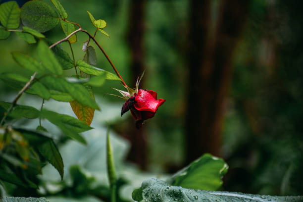 Red Rose in the Rain