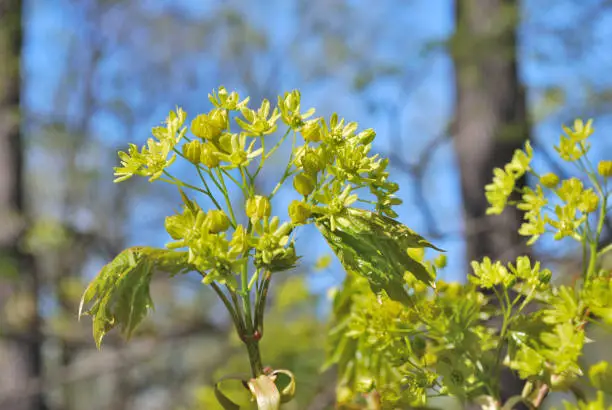 Beautiful maple-tree flowers in the park in spring