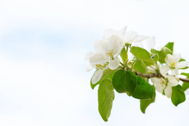 Blooming apple tree branches white flowers against the sky. Spring background