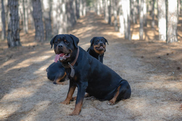 istock Two big black dogs sit on a path in the woods. 1372743736