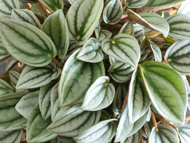 種ペペペロミアカペラタメンドーサの植物のハート型の緑の葉のクローズアップ。トップビュー、フルフレーム、緑の葉、ストライプ - nature close up full frame macro ストックフォトと画像