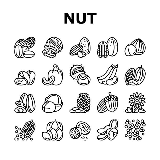 Nut Delicious Natural Nutrition Icons Set Vector Nut Delicious Natural Nutrition Icons Set Vector. Peanut And Almond Nut, Walnut And Hazelnut, Sesame And Cashew Tasty Vitamin Food Line. Pistachio And Cocoa, Soy And Acorn Black Contour Illustrations pecan icon stock illustrations